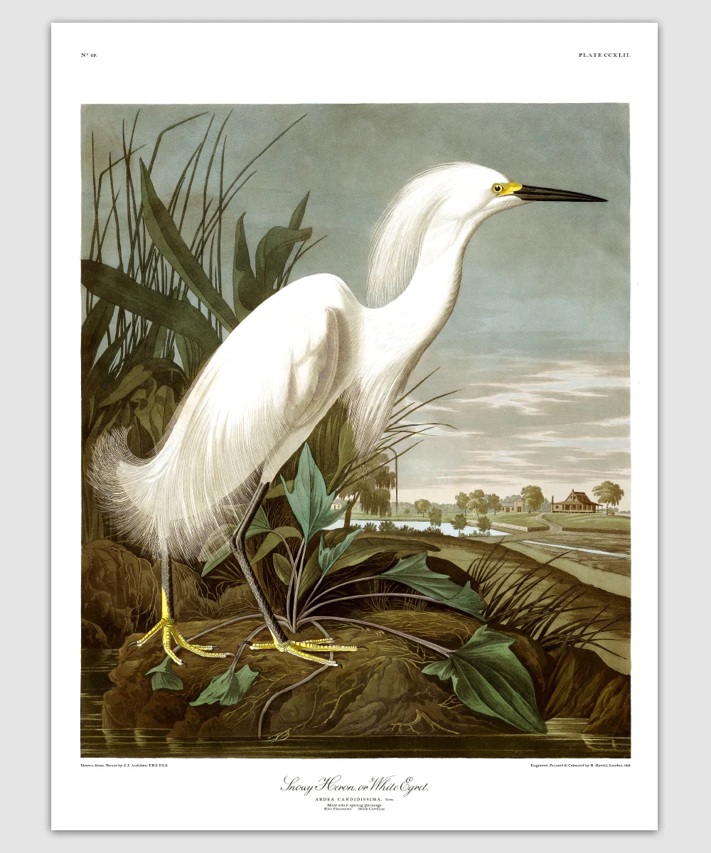 The Dybdahl Co. Snowy Heron 6522 Plakat 70x100