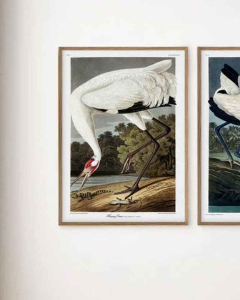 The Dybdahl Co. Whooping Crane 6527 Plakat 70x100