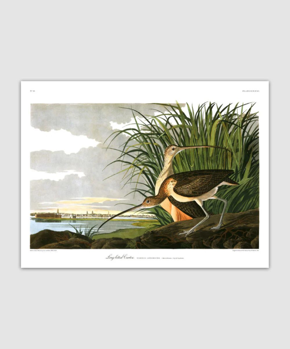 The Dybdahl Co. Long Billed Curlew Plakat 70x100