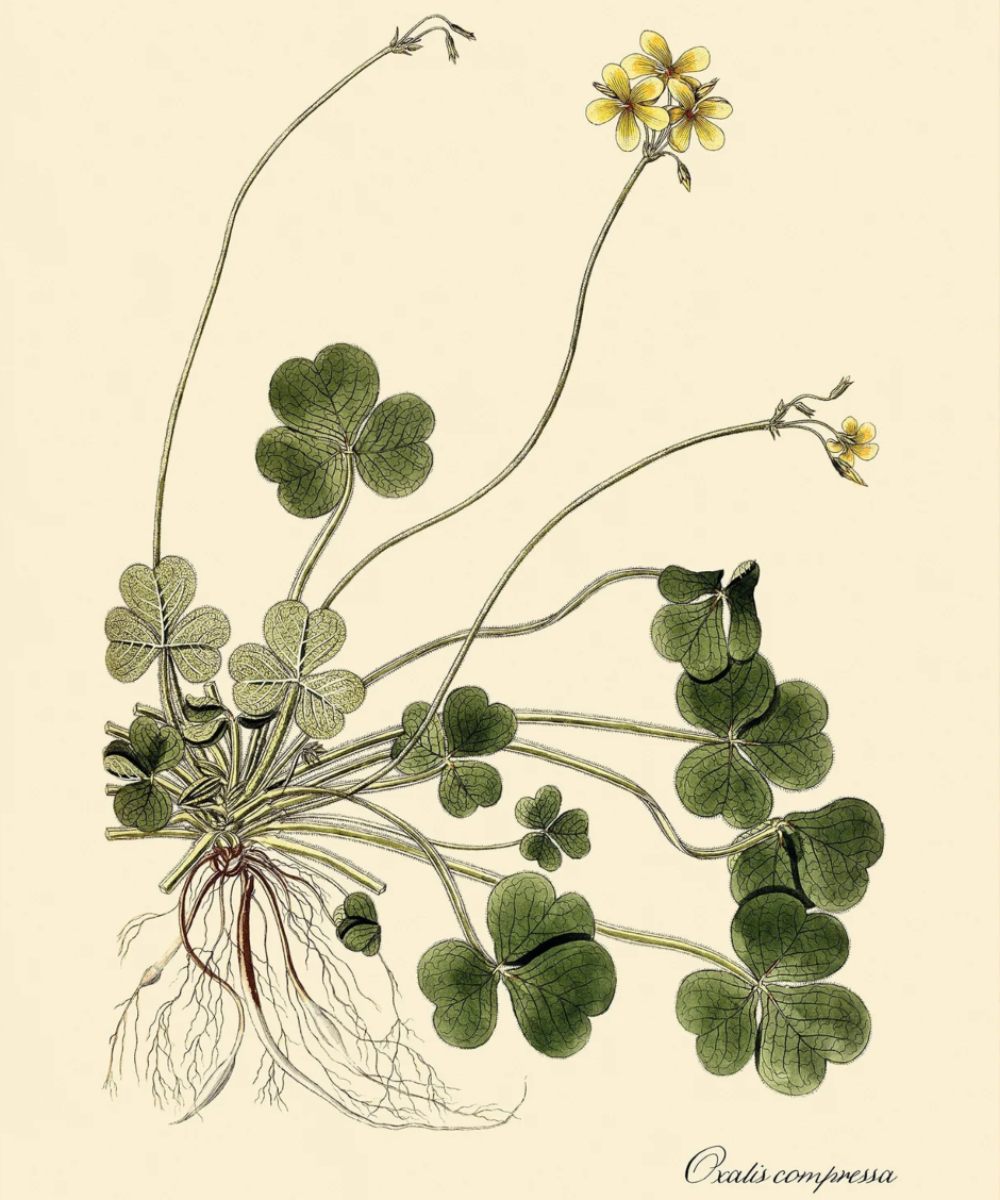 The Dybdahl Co. Oxalis Compressa 3110 Plakat 50x70
