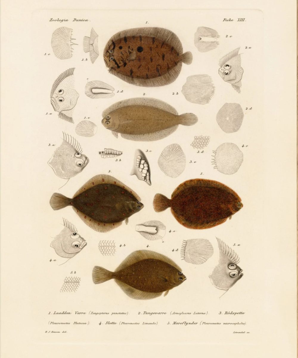 The Dybdahl Co. Fiske XIII 7803 Plakat 50×70