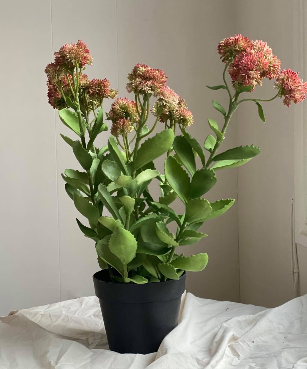 Mr. Plant Kärleksört 55 cm