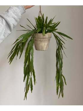 Mr. Plant Rhipsalis 70 cm