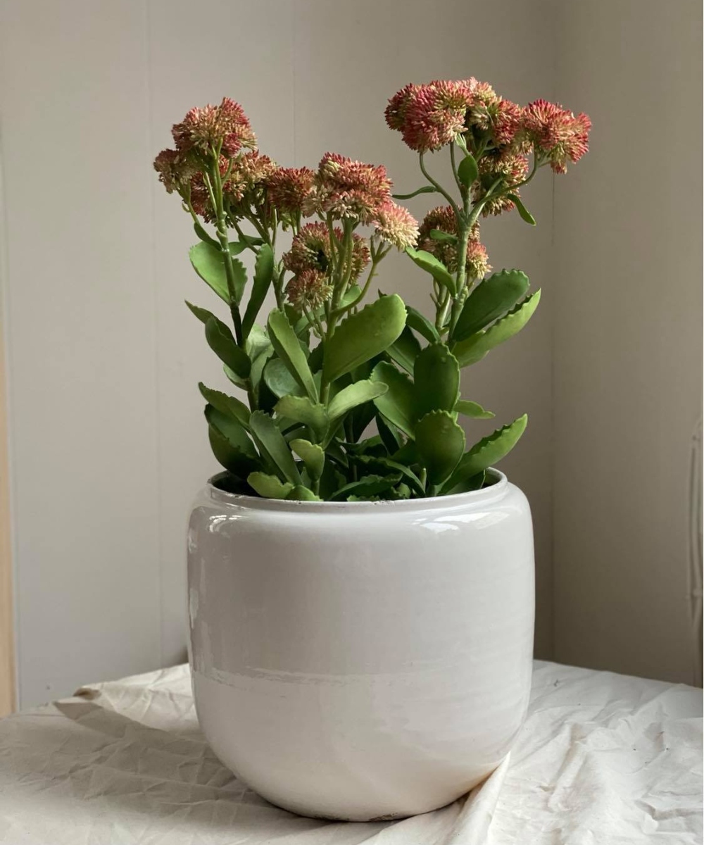 Mr. Plant Kärleksört 55 cm - Bilde 2