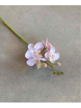 Mr. Plant Phalaenopsis 28 cm Lys Lilla
