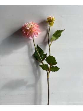 Mr. Plant Dahlia 50 cm Rosa