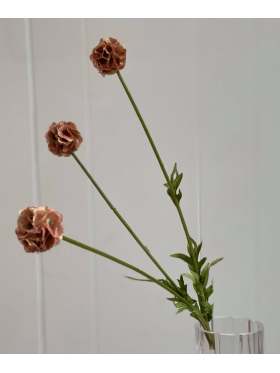 Mr. Plant Scabiosa Vintage Rosa
