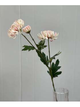 Mr. Plant Chrysantemum Rosa 9430