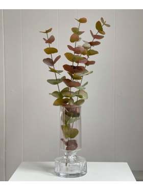 Mr. Plant Eucalyptus 9953
