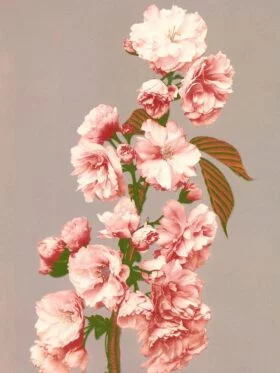 The Dybdahl Co. Cherry Blossom 9010 Plakat 70x100