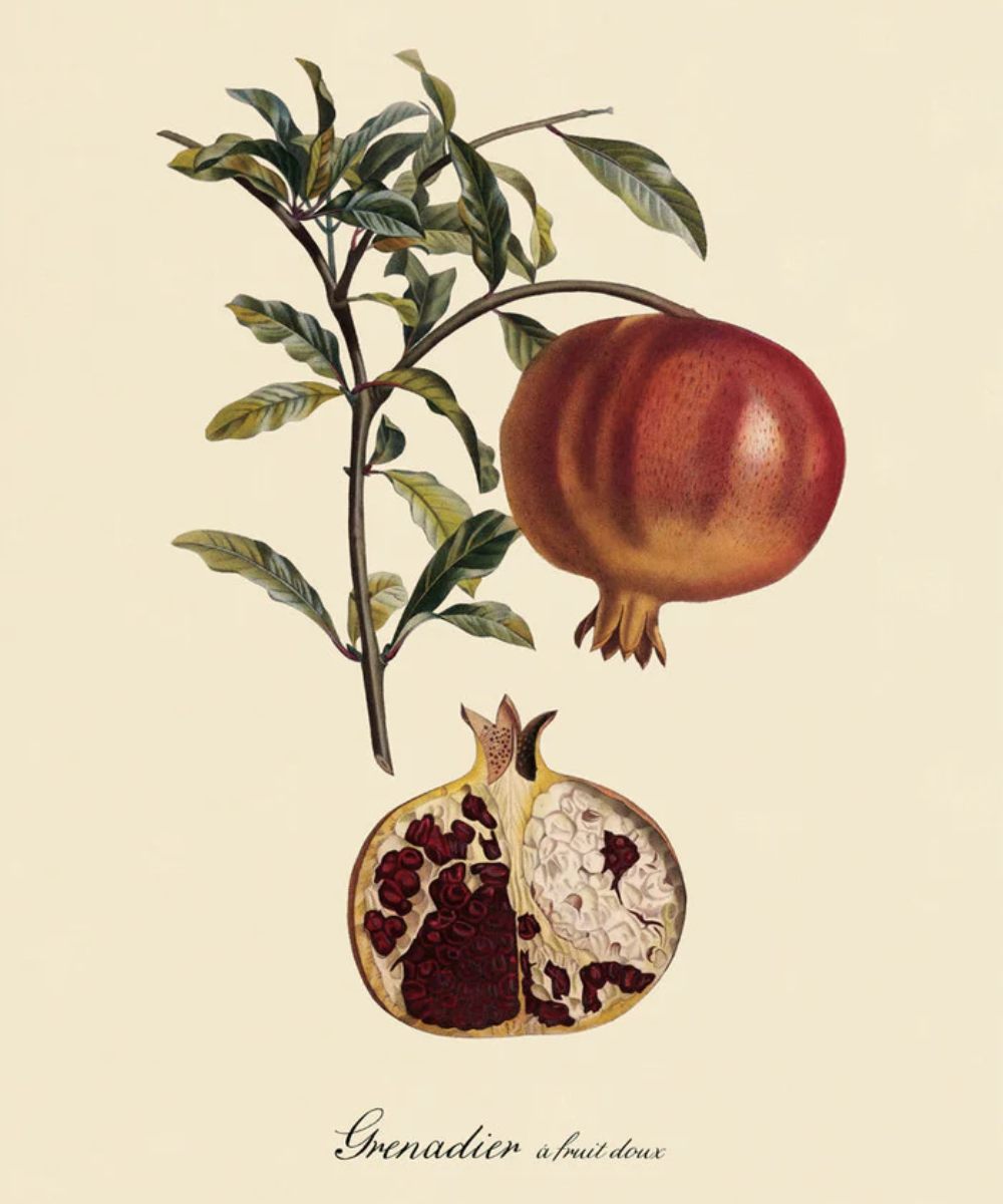 The Dybdahl Co. Grenadier à Fruit Doux 3612 Plakat 70x100