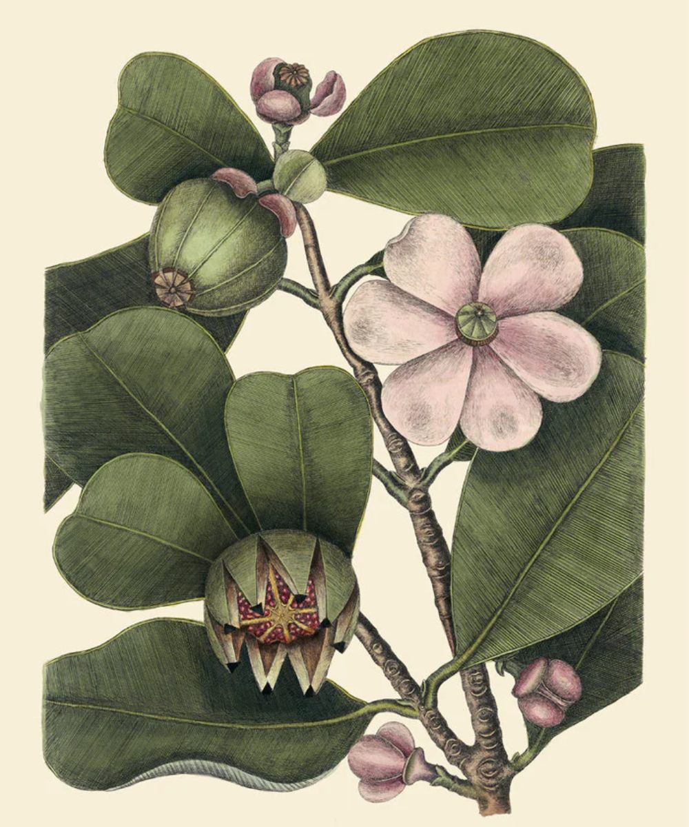 The Dybdahl Co. Balsam Tree 70x100