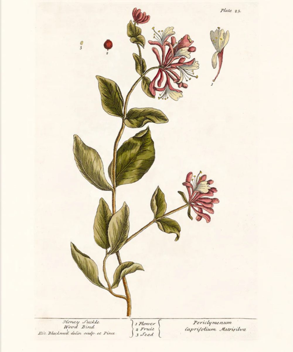 The Dybdahl Co. Honning-Suckle 3755 Plakat 50×70